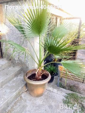 Палми Вяшингтония, снимка 7 - Градински цветя и растения - 52533068