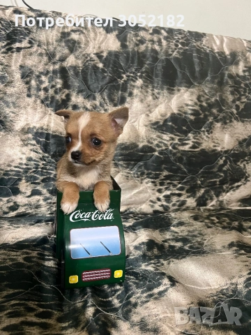 Свободни Чихуахуа , снимка 6 - Чихуахуа - 53760223