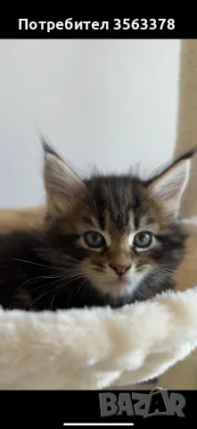 Maine coon чистокръвни