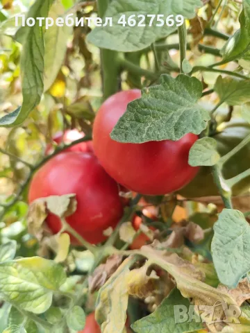 Продавам домашни градински домати , снимка 4 - Домашни продукти - 55804930