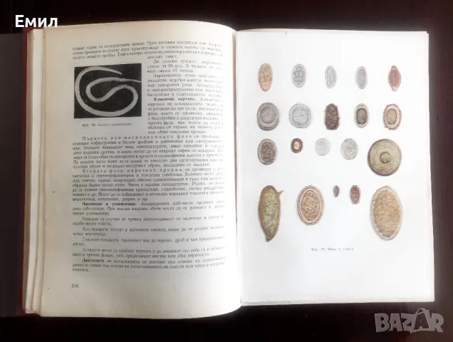 1 и 2 Том Вътрешни болести от К.Чилов. Т.Ташев М.Рашев от 1955 год. С твърди корици, снимка 4 - Специализирана литература - 48577774