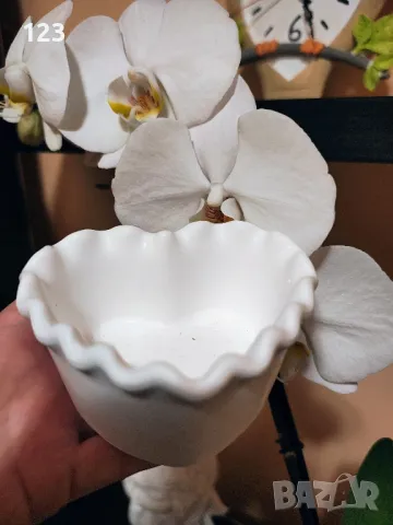 кашпа сърце