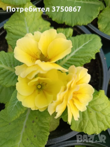 🌿💞🌸 Кичеста иглика, тип розичка, снимка 5 - Градински цветя и растения - 53068918