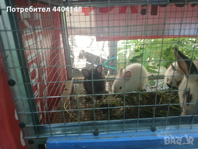 Зайци, снимка 3 - Други животни - 50836409