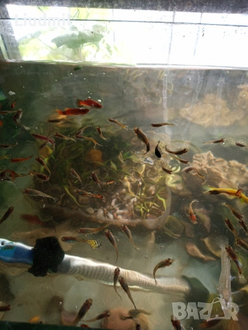 Рибки гупи, снимка 7 - Рибки - 53639842