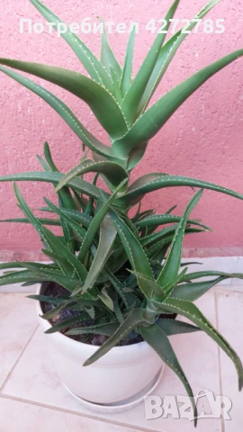 Алое голямо