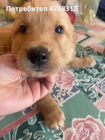 Голдън ретривър игриво момченце, снимка 4 - Голдън ретривър - 53655102