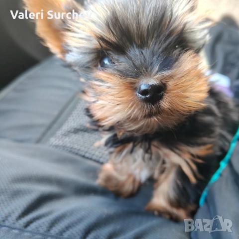 йоркширски териер 