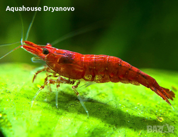Червена черешова скарида (red cherry shrimp), снимка 1