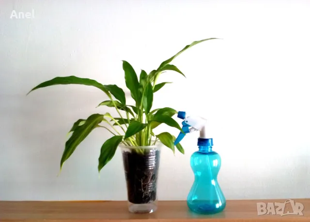 Спатифилум / Лилия на мира + пулверизатор за пръскане на листата, снимка 2 - Стайни растения - 49914915