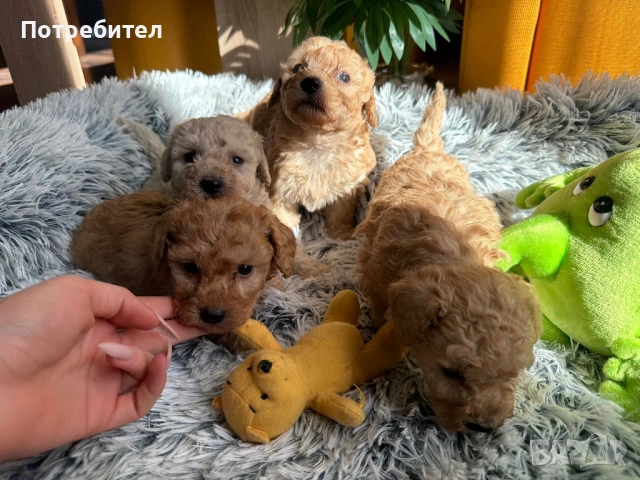 Пудел той, снимка 2 - Пудели - 53755903