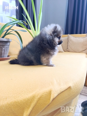 померан момче , снимка 4 - Померан - 53652395
