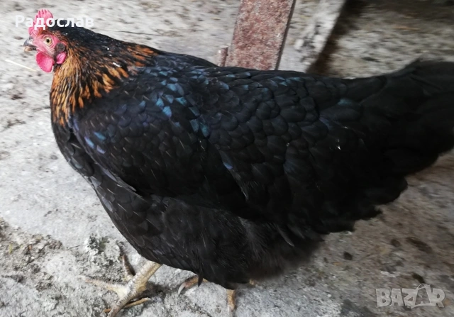 Ярки Супер Харко за яйца и месо , снимка 5 - други­ - 53651148