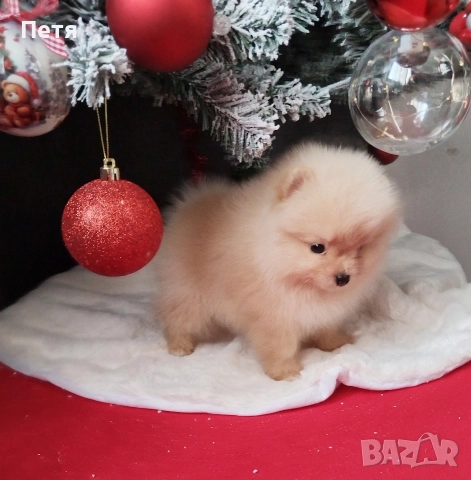 продавам померанчета, снимка 4 - Померан - 52908550