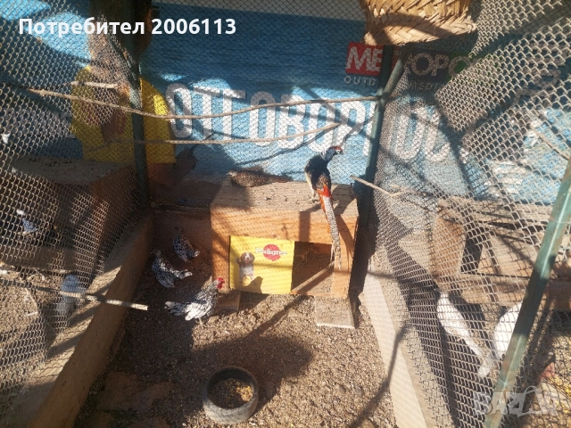 Диамантени и жълтозлатни праскова фазани, снимка 4 - други­ - 51654460