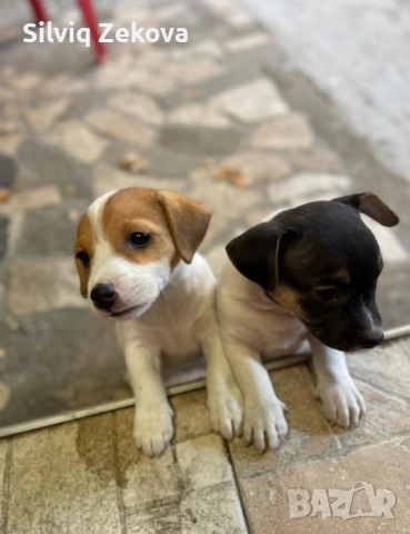 мини Джак Ръсели, снимка 2 - Джак ръсел териер - 53136089