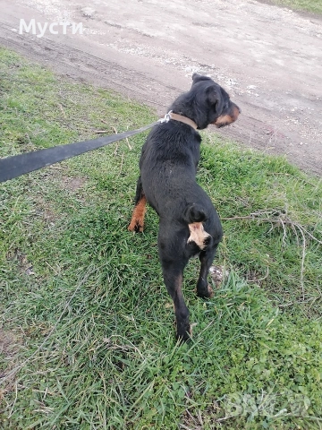 Мъжки ягтериер. , снимка 2 - Ягдтериер - 53622180