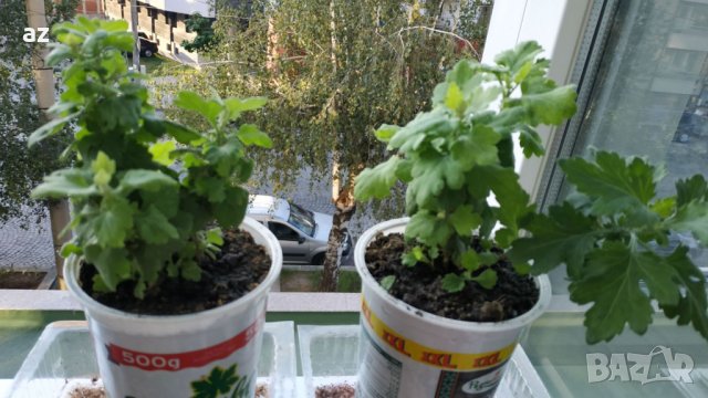 Хризантеми , снимка 2 - Разсади - 42740391