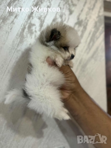 мъжки померан , снимка 1