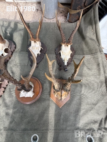 Продавам ловни трофей , снимка 6 - Ловно оръжие - 52653033