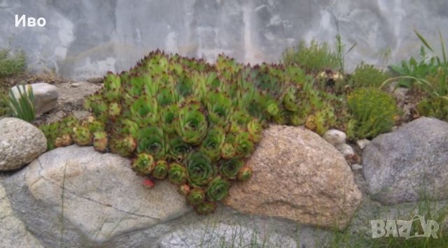 Планинска роза,Алпийска роза,Дебела Мара,Дебелец, Бабино ухо, Семпервивум , снимка 2 - Градински цветя и растения - 41711239