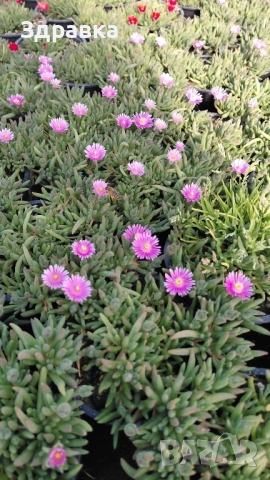 Делосперма 7 цвята , снимка 2 - Градински цветя и растения - 53837815