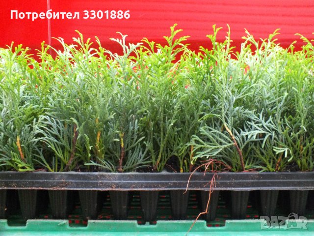 Туя Смарагд, Даника, друг в мултиплейта. височина: 10-18 сантиметра, снимка 3 - Разсади - 39434885