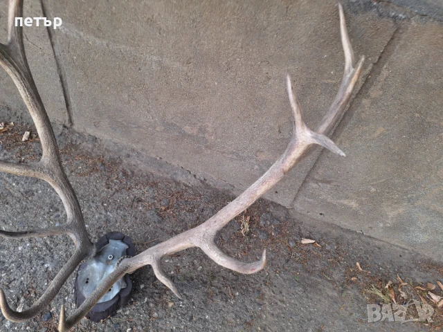 Рога от елен, снимка 4 - Декорация за дома - 51394390