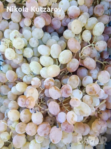 Продавам грозде букет - 0,75 евро/кг, снимка 4 - Домашни продукти - 56338629