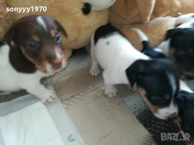 ПРОДАВАМЕ КУЧЕНЦА ДЖАК РЪСЕЛ 0909251129, снимка 3 - Джак ръсел териер - 51651384