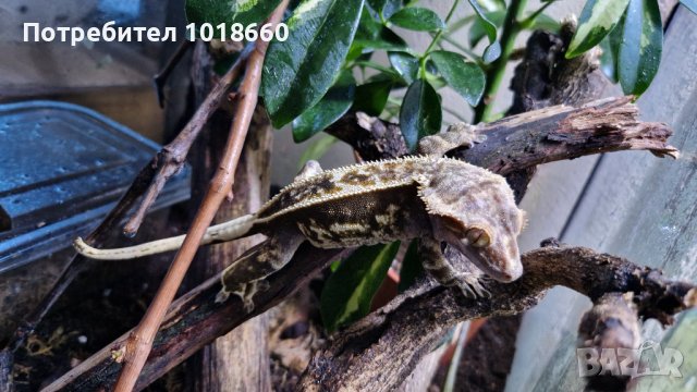 Ресничест бананояден гекон Crested gecko, снимка 1 - Гекон - 41380457