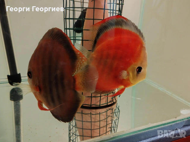 Дискуси, снимка 5 - Рибки - 51439805