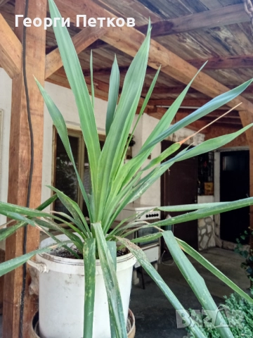 Юка/Столетник, снимка 4 - Градински цветя и растения - 51857643