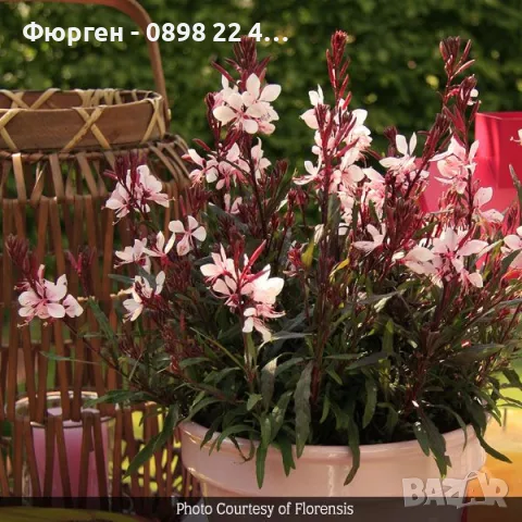 Гаура (Gaura lindheimeri), снимка 4 - Разсади - 55968627