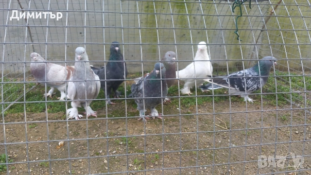 Продавам гълъби Мардини-Турски , снимка 8 - Гълъби - 47886897