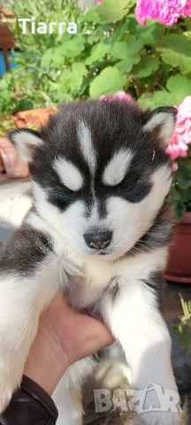 Продавам Кученца Хъски