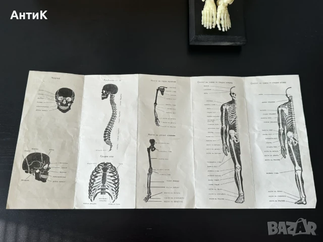 Соц Учебен Модел на Човешки Скелет, снимка 4 - Антикварни и старинни предмети - 51136257