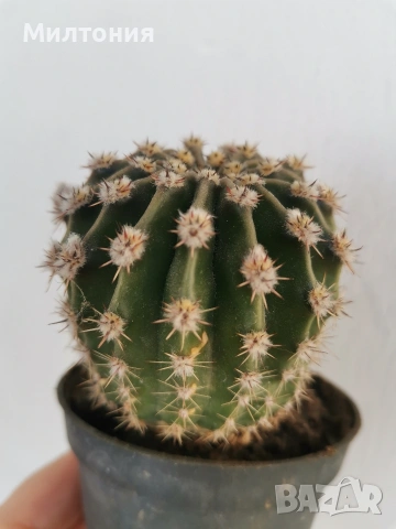 кактус ехинопсис , снимка 4 - Стайни растения - 51625446