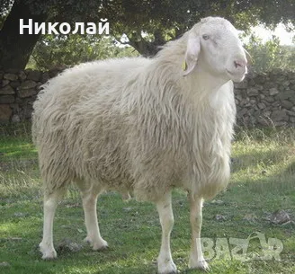 Продавам мъжки и женски животни порода Асаф, снимка 3 - Овце - 55840518