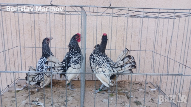 Продавам зибрайт, снимка 7 - други­ - 52341103