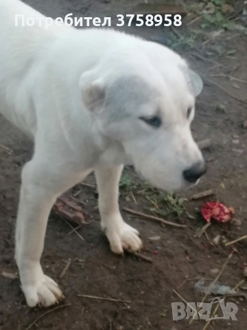 продавам алабаи женски на 1г, снимка 11 - Алабай - 52142140