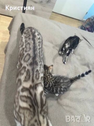 Бенгалски котенца, снимка 5 - Бенгалски - 52539835