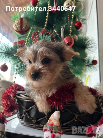 Мъжко йорки , снимка 7 - Йоркширски териер - 52897629