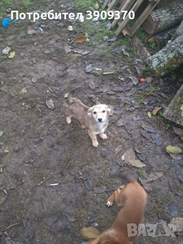 Подаряват се три принцеси