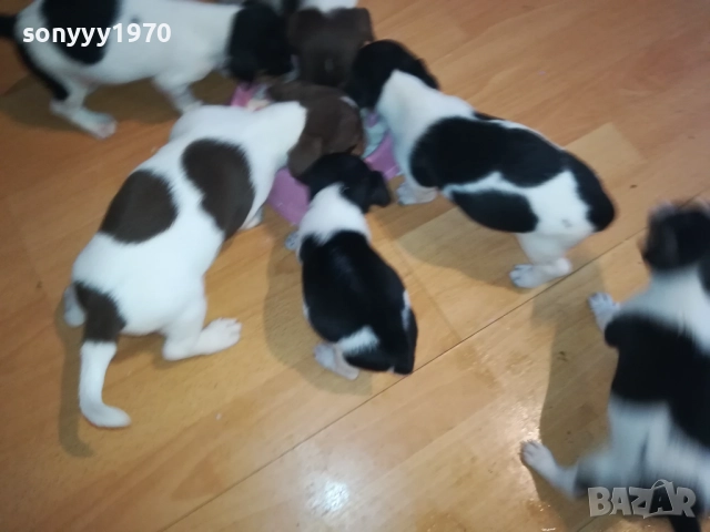 ДЖАК РЪСЕЛ-250ЛВ ЗА КУЧЕНЦЕ 1909250859, снимка 18 - Джак ръсел териер - 51764637