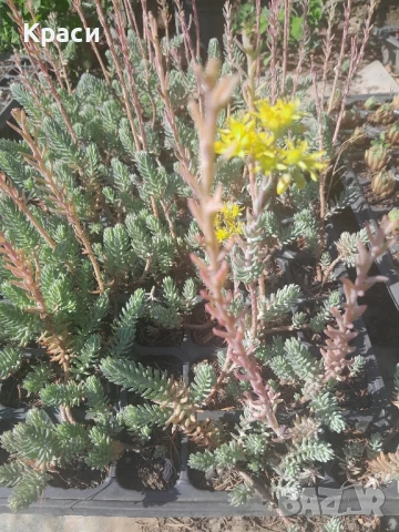 Расад  на седуми судоустойчиви различни видове., снимка 5 - Градински цветя и растения - 45583316