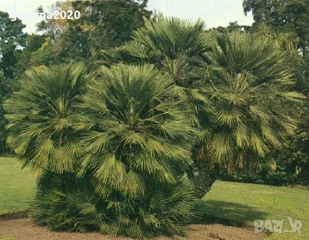 Палма Хамеропс, Chamaerops humilis, снимка 3 - Разсади - 50405858