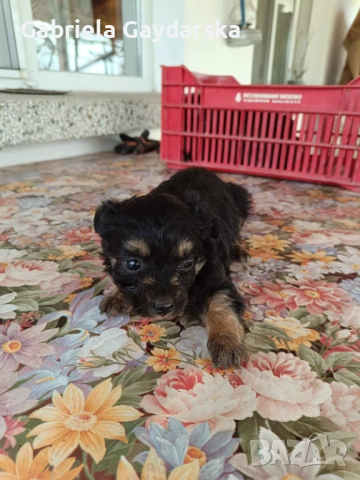 Подарявам две малки кученца – момченце и момиченце, снимка 3 - Други - 53592335