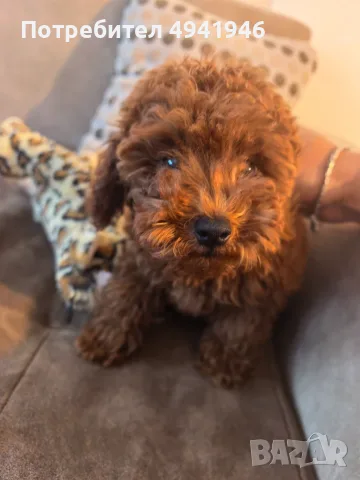 Продавам той пуделче/ toy poodle, снимка 2 - Пудели - 55975781