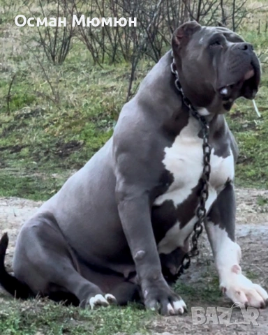 American bully XL / Американско були ХЛ, снимка 4 - Други - 53849091